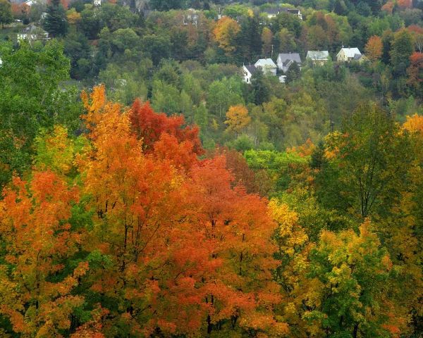 Vermont, St Johnsbury Hillside Trees and homes